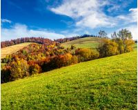 autumn  mountain landscape. yellow, red and orange trees on the hill side meadow