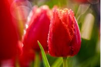 flower; tulip; red; nature; close; up; garden; grass; macro; bokeh; beautiful; spring; green; beauty; leaf; flora; natural; romantick; petal; background; blossom; nature; bloom; fresh; yellow; colorful; floral; close-up; blur; outdoor; color; blurred