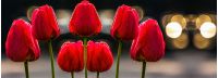 few red tulips on dark background with bokeh blurs