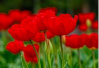 red tulips with dew drops on green blurred background of spring garden