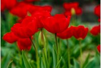red tulips with dew drops on green blurred background of spring garden