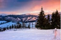 mountains covered with snow in red winter sunset. conifer trees on a snowy meadow near the village in valley. beautiful countryside landscape