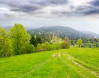 remote countryside in mountain landscape. hazy weather during spring. dirt road through lush green pasture on a hill. alpine vista with deciduous trees beneath an overcast sky