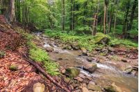 river in the forest. trees, rocks and fallen foliage on the riverbank. freshness of beautiful nature scenery. beautiful background. summer overcast day.