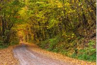 road; forest; nature; landscape; yellow; tree; yellow; grass; land; park; fall; cloudy; country; season; tranquil; wood; foliage; beauty; plant; solitude; outdoor; environment; freshness; countryside; light; ecology; autumn