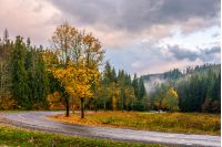 road; forest; nature; landscape; yellow; tree; yellow; grass; land; park; fall; cloudy; country; season; tranquil; lawn; woods; foliage; beauty; plant; solitude; outdoor; stormy; evening; environment; freshness; rainy; countryside; light; ecology; autumn; sky