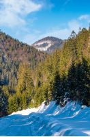 road through coniferous forest in winter. lovely nature scenery in mountains