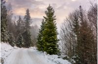 road through snowy forest on foggy morning. beautiful nature scenery in winter