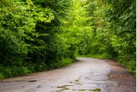 asphalt road through the green forest in mountains at sunrise
