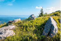 rocks among the grass in mountains. beautiful sunrise landscape in summer. clear blue sky