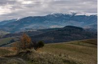 rolling hill with mountain ridge in late autumn. beautiful scenery with snowy tops of high mountain ridge in a distance