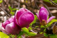 romantic magnolia tree in spring bloom. pretty purple flower on the branch. lovely background for women's day. femininity, love and harmony. vivid outdoor environment