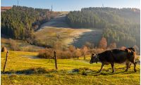 rufous cow near the fence on hillside on foggy morning. beautiful countryside scenery near the spruce forest