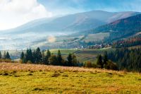rural area of carpathian mountains in autumn. wonderful highland of ukraine in morning light observed from the hillside. meadows on rolling hills near spruce forest. transcarpathia travel destination