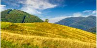 summer counrtyside landscape with lonely tree on meadow in mountains