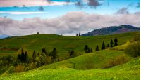 grassy rural fields near the forest on hills. countryside landscape on cloudy day