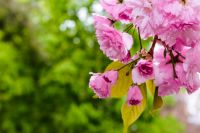 sakura blossoming with pink flowers in spring. closeup of japanese cherry tree in the public garden. blurred green foliage in the background. horizontal image with copy space