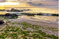 number of stones and rock on the sandy sea coast. seaweed lie on the sand made by the storm
