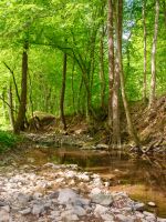 shallow creek in summer. green foliage in forest. stones in the water. outdoor adventure on a sunny day