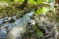 shallow creek in summer. green foliage in forest. stones in the water. outdoor adventure on a sunny day