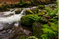 small cascades on the forest river among huge boulders covered with moss. dreamy Carpathian landscape