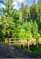 small wooden bridge among the forest. lovely nature scenery in summertime. location Synevyr National Park, Ukraine