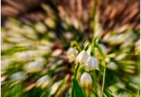 snowflake, first flowers of spring. abstract background with lense zoom blur effect
