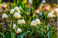 first flowers in springtime. spring snowflake also called Leucojum on a blurred background of forest meadow in sunlight. snowbell closeup.