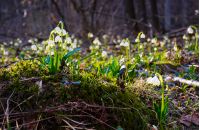 first flowers in springtime. spring snowflake also called Leucojum on a blurred background of forest meadow in sunlight. snowbell closeup.