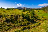 carpathian mountain ridge with snowy peaks. Grassy alpine meadow with spruce forest in spring season. Fine weather with blue sky and some clouds on sunny day