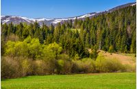 carpathian mountain peaks in snow. green rural meadow near the spruce forest in springtime