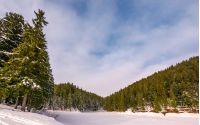 spruce forest in winter. beautiful nature scenery on snow covered meadow in coniferous wildwood