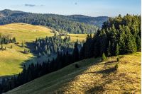 mountain rural landscape. meadow on hill side with coniferous forest before sunset