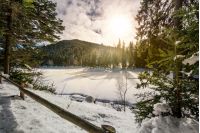 spruce forest on a beautiful sunny winter day. lovely nature scenery in mountains