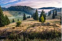 hillside with spruce forest among the fog on a meadow in mountains of Romania in morning light