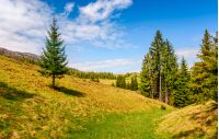 spruce forest on a hill side meadow in high mountains. beautiful late spring landscape on a sunny day