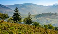 spruce forest on a hill side meadow in high mountains. beautiful early autumn landscape on a sunny day