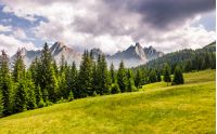 spruce forest on grassy slope. composite landscape with High Tatra mountains in the distance. lovely summer scenery