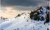 spruce forest on a meadow full of snow in mountains under blue cloudy sky on a sunny winter day