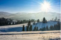 spruce forest on a meadow full of snow in mountains on a sunny winter day
