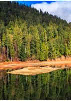 spruce forest on shore of the Synevir lake in Carpathian mountains. Warm Autumn day.