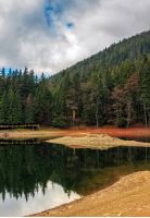 spruce forest on shore of the Synevir lake in Carpathian mountains. Warm Autumn day.