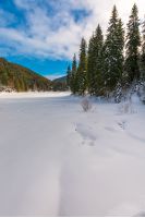 spruce trees around snowy meadow. beautiful winter scenery in mountains. wonderful sunny weather with some clouds on a blue sky. magic carpathian landscape