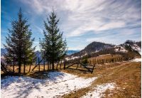spruce trees near the fence on hillside with weathered grass and snow. lovely springtime scenery in mountains