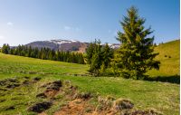 spruce trees on a grassy meadow in mountains. beautiful nature scenery in springtime