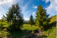 spruce trees on grassy hills along the brook. beautiful mountainous landscape in springtime under the gorgeous sky