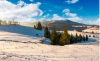 spruce trees on snowy hillsides at sunrise. gorgeous nature winter scenery in mountains