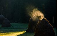 steaming haystack near the forest at sunrise. rare rural background