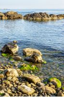 boulders, stones and seaweed on the rocky coast of the sea, on a cloudy morning