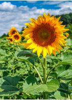 sunflower closeup. agricultural field under the blue summer sky on the background;